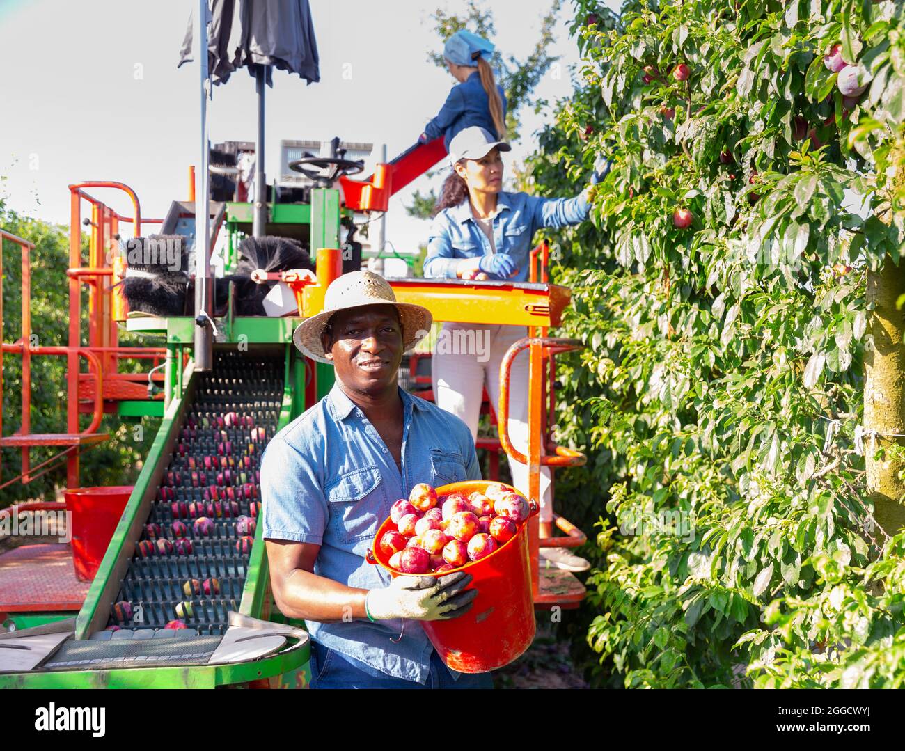 Farmers working on harvesting platform, picking plums Stock Photo Alamy