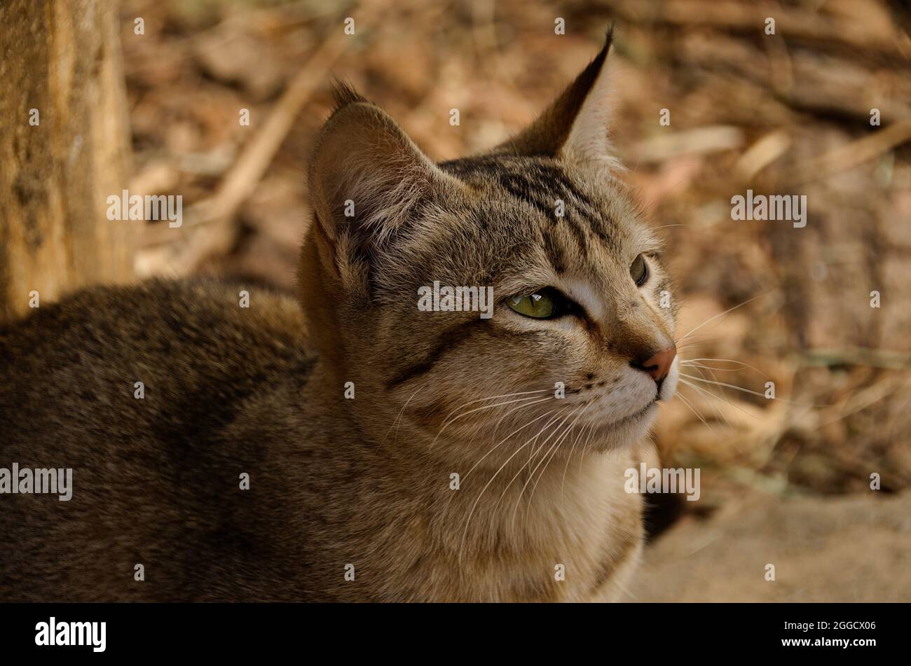 Ticked top tabby coat