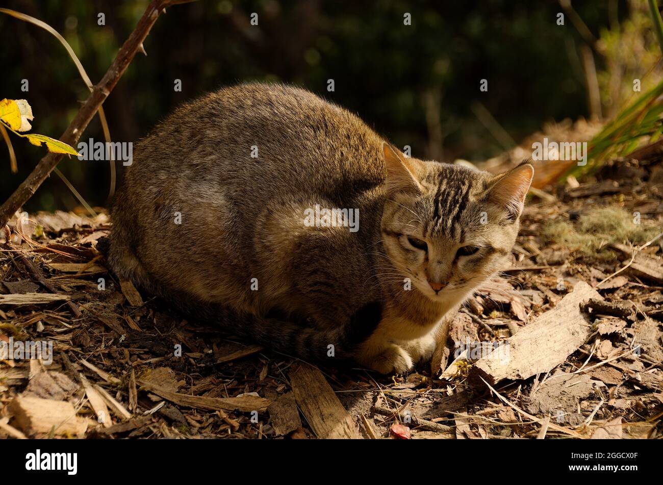 Ticked coat hires stock photography and images Alamy