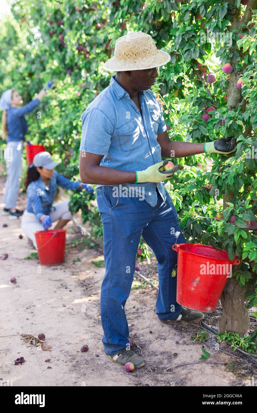 Plantation workers picking plums Stock Photo Alamy