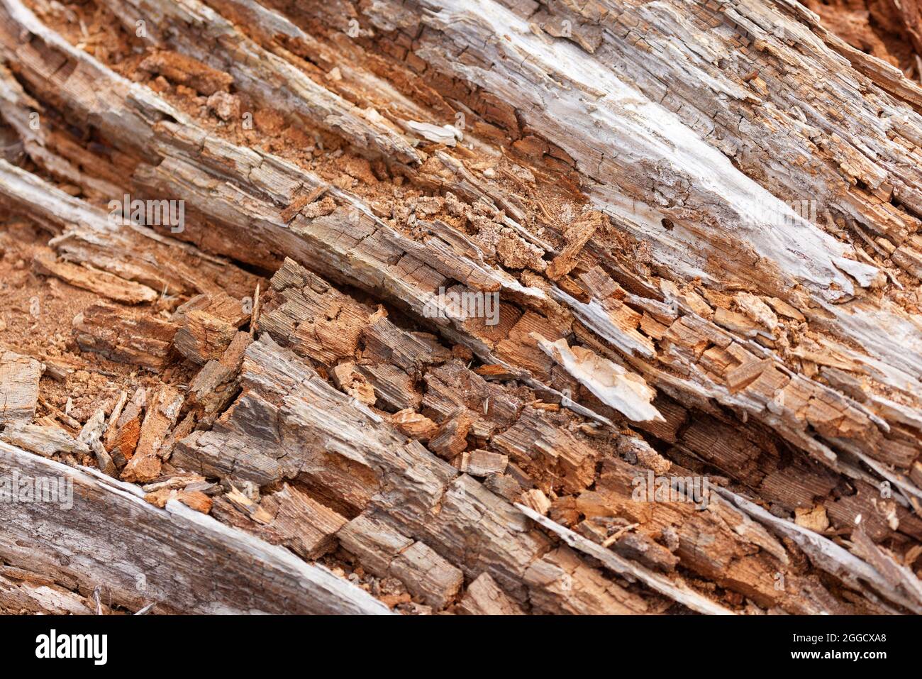 Brown Rotted Wood log for background use Stock Photo