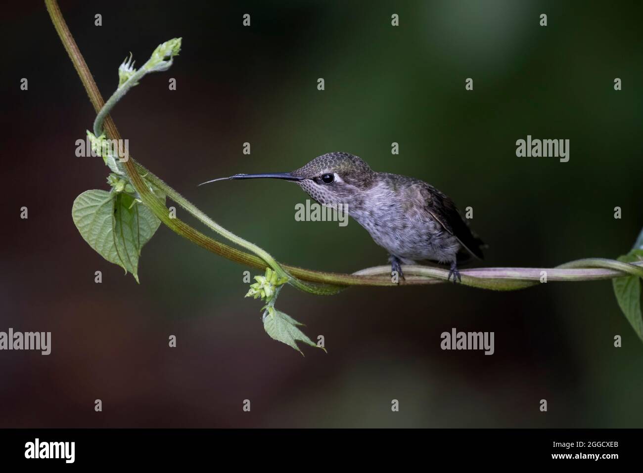 Female Anna's hummingbird bird at Vancouver BC Canada Stock Photo