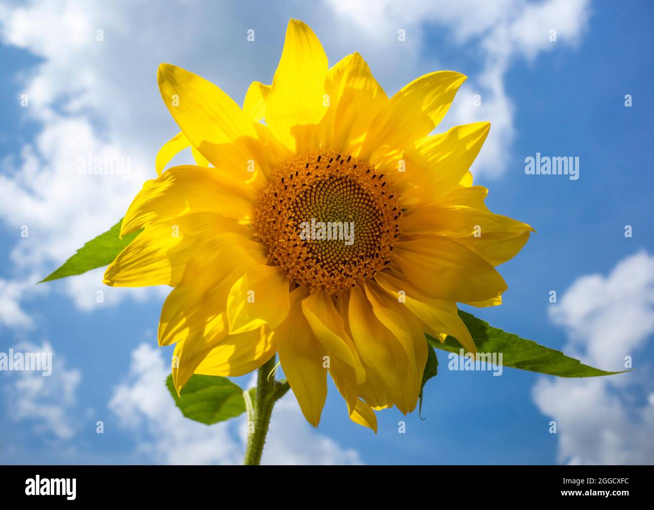 sunflower on sky Stock Photo
