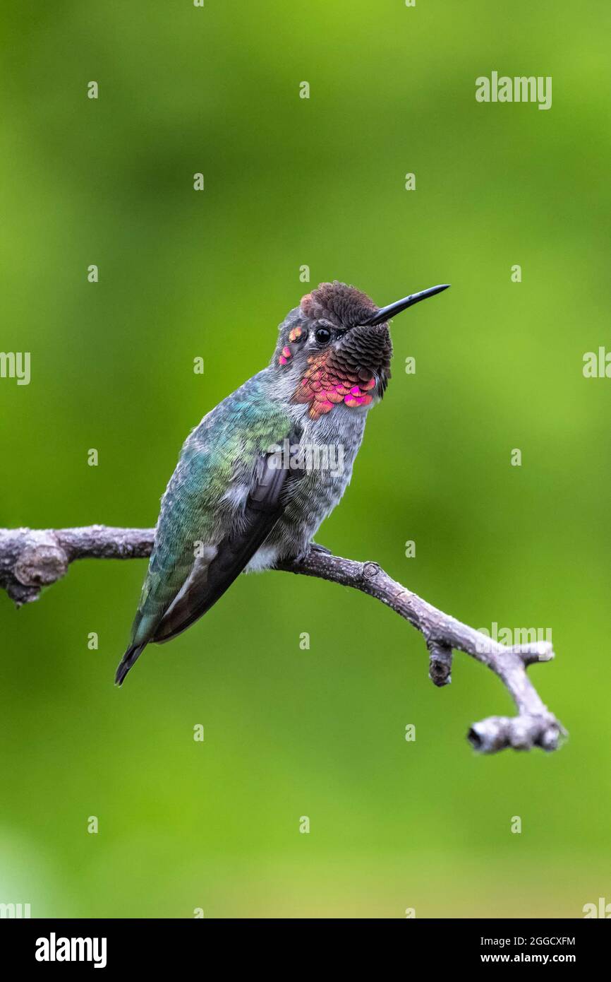 Anna's hummingbird bird at Vancouver BC Canada Stock Photo