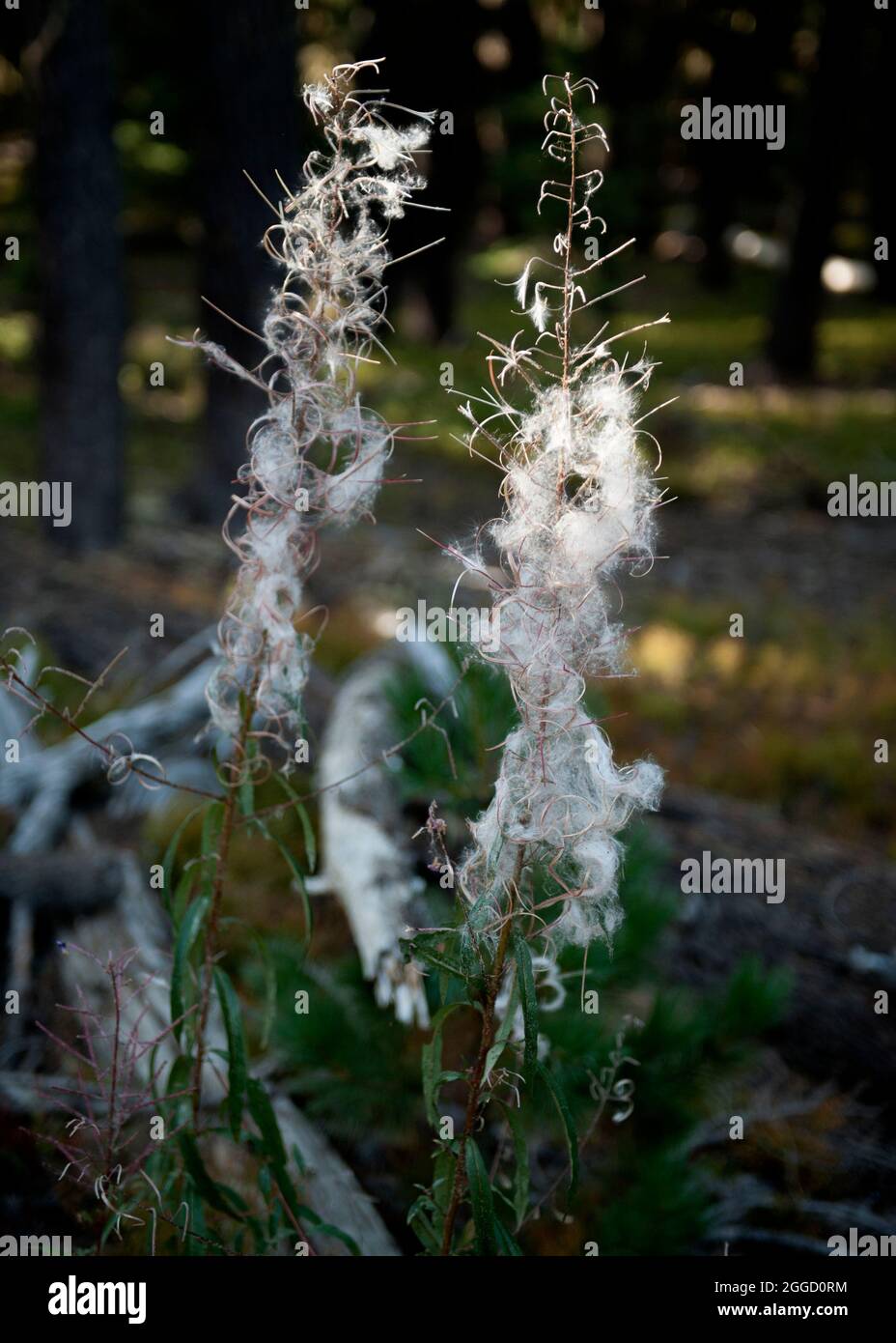 Fireweed (Epilobium angustifolium) in its seed stage Stock Photo