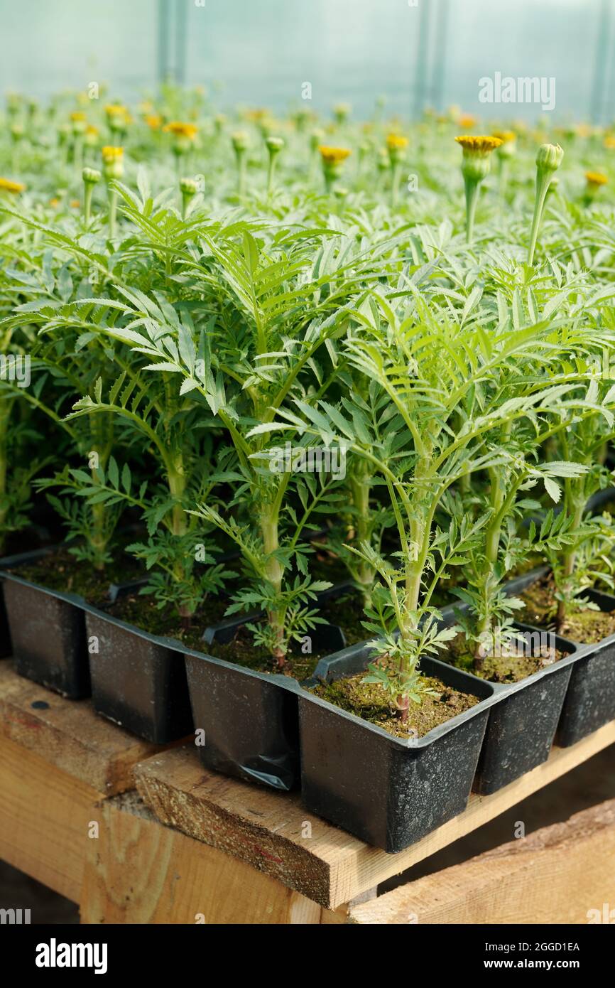 Black plastic garden pots hi-res stock photography and images - Alamy
