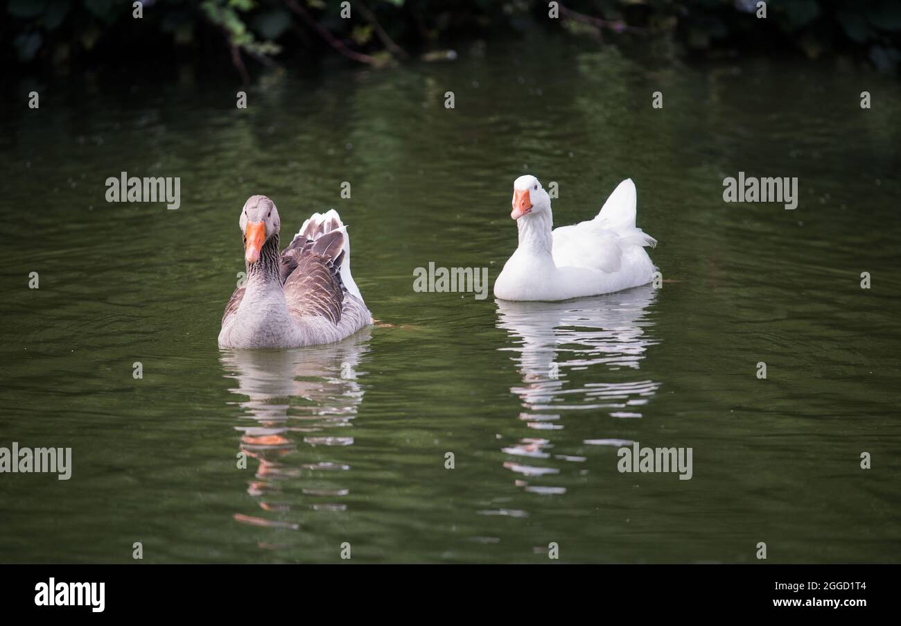 Domestic geese swim in the pond. Waterfowl in the wild life. Stock Photo