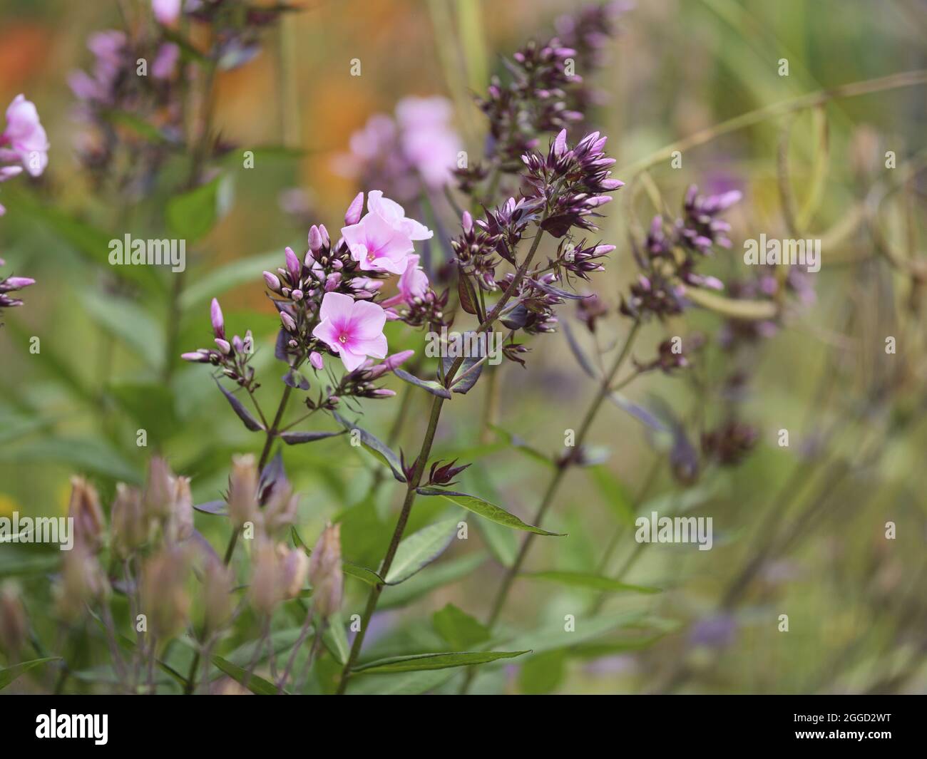 Selective focus shot of Melastomataceae growing in a garden Stock Photo
