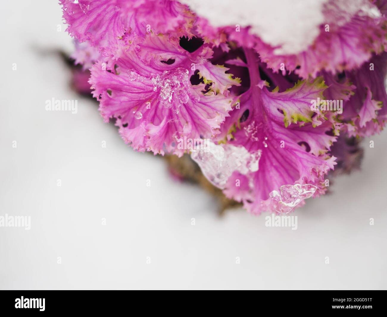 Crimson flower bud covered with snow. The picturesque purple plant in the garden is covered with the first snow. Purple cabbage among the winter snow Stock Photo