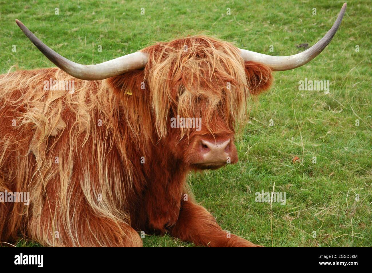 A Highland cattle, with big horns and long red fur sits on the green grass. The Isle Of Mull, Scotland Stock Photo