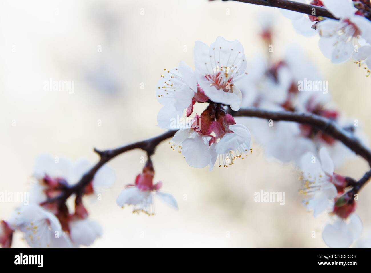 Springtime. Beautiful spring blooming cherry tree, white flowers on background sky Stock Photo