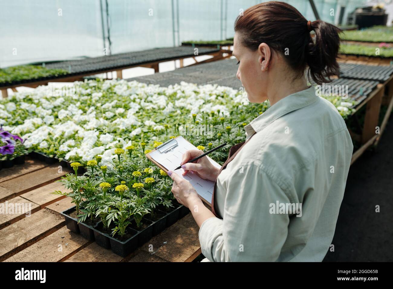 Female gardener with pen and paper making notes by large table with petunias and marigolds Stock Photo