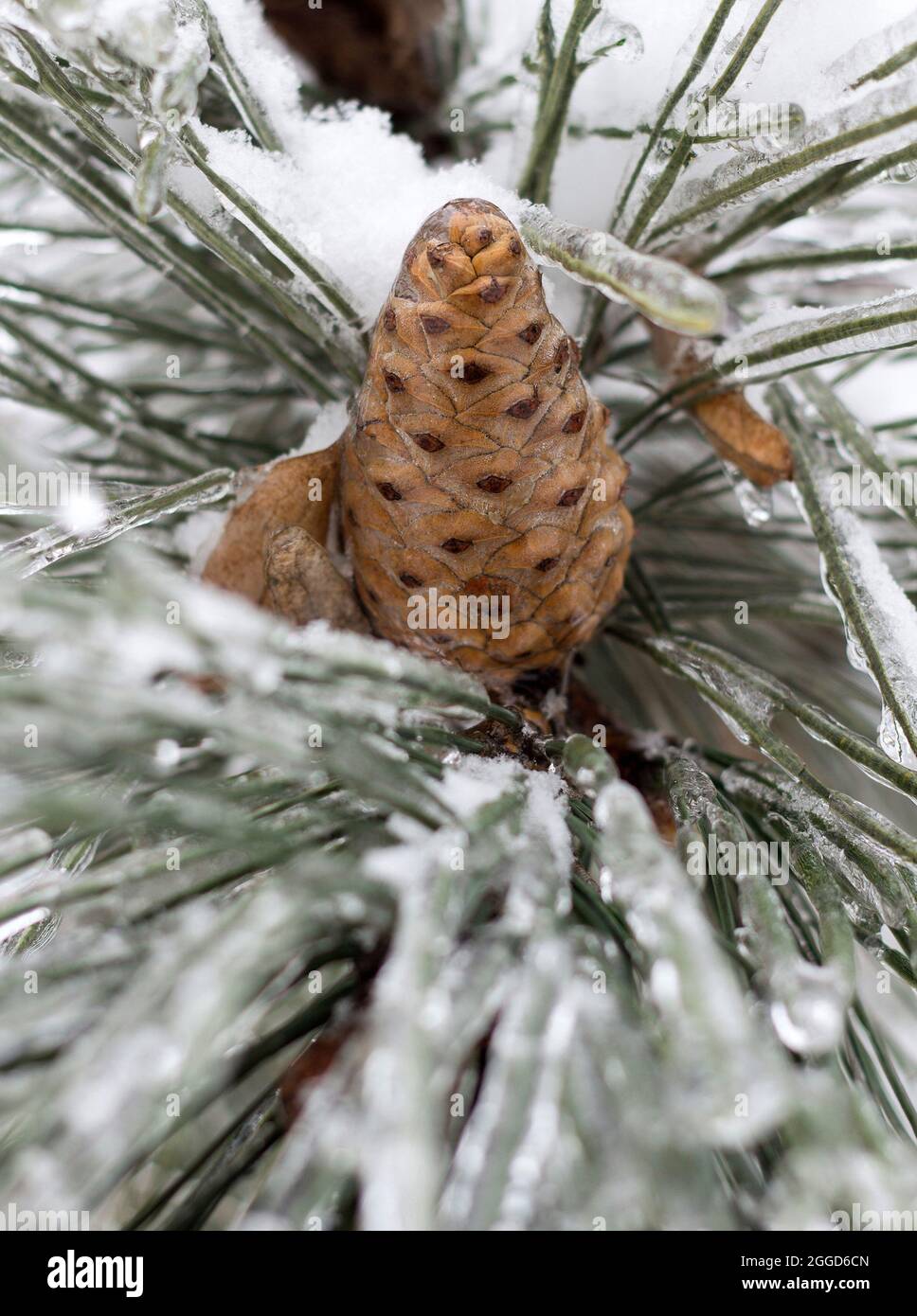 Snowy winter trees and cones close up Stock Photo
