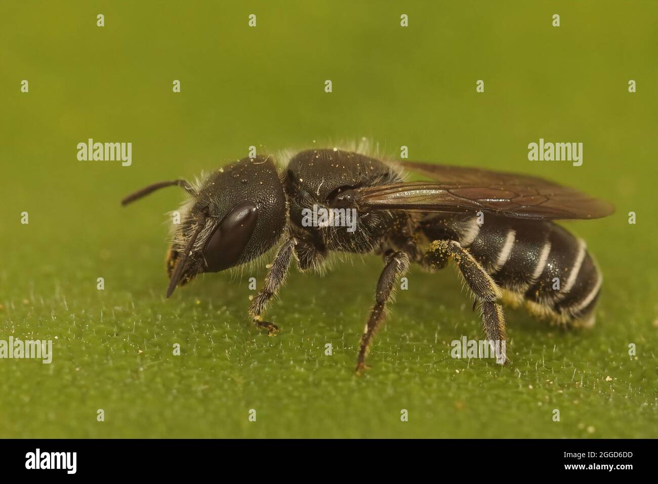 Closeup on a male of the dark mason bee Osmia cephalotes Stock Photo