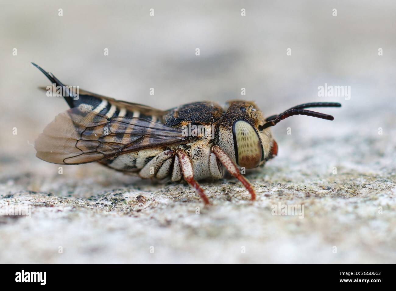 Lateral closeup on a female of Thorn-tailed sharptail bee, Coelioxys acanthura Stock Photo