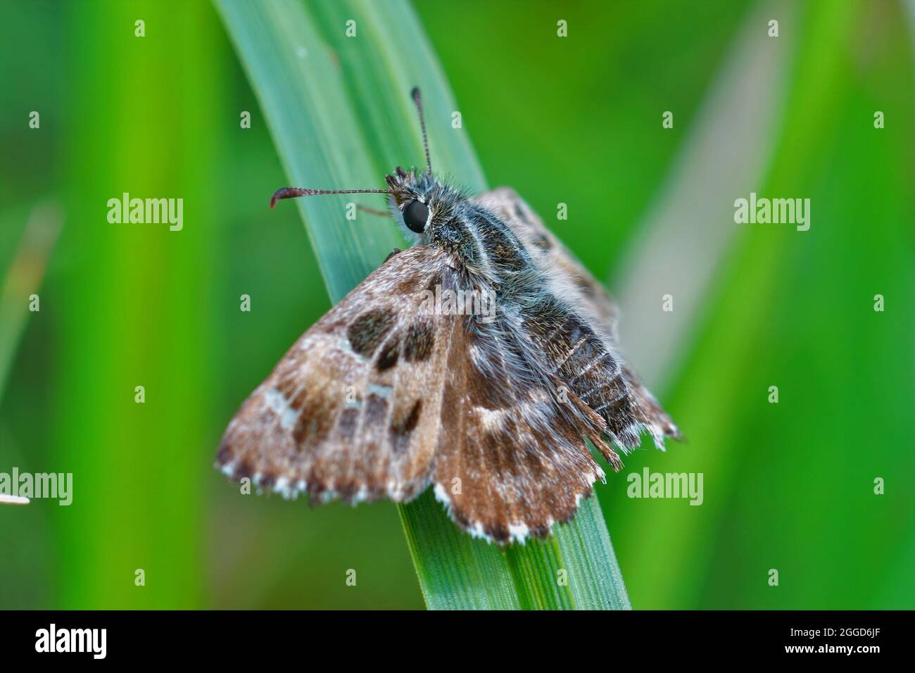 Closeup of the mallow skipper butterfly, Carcharodus alceae Stock Photo