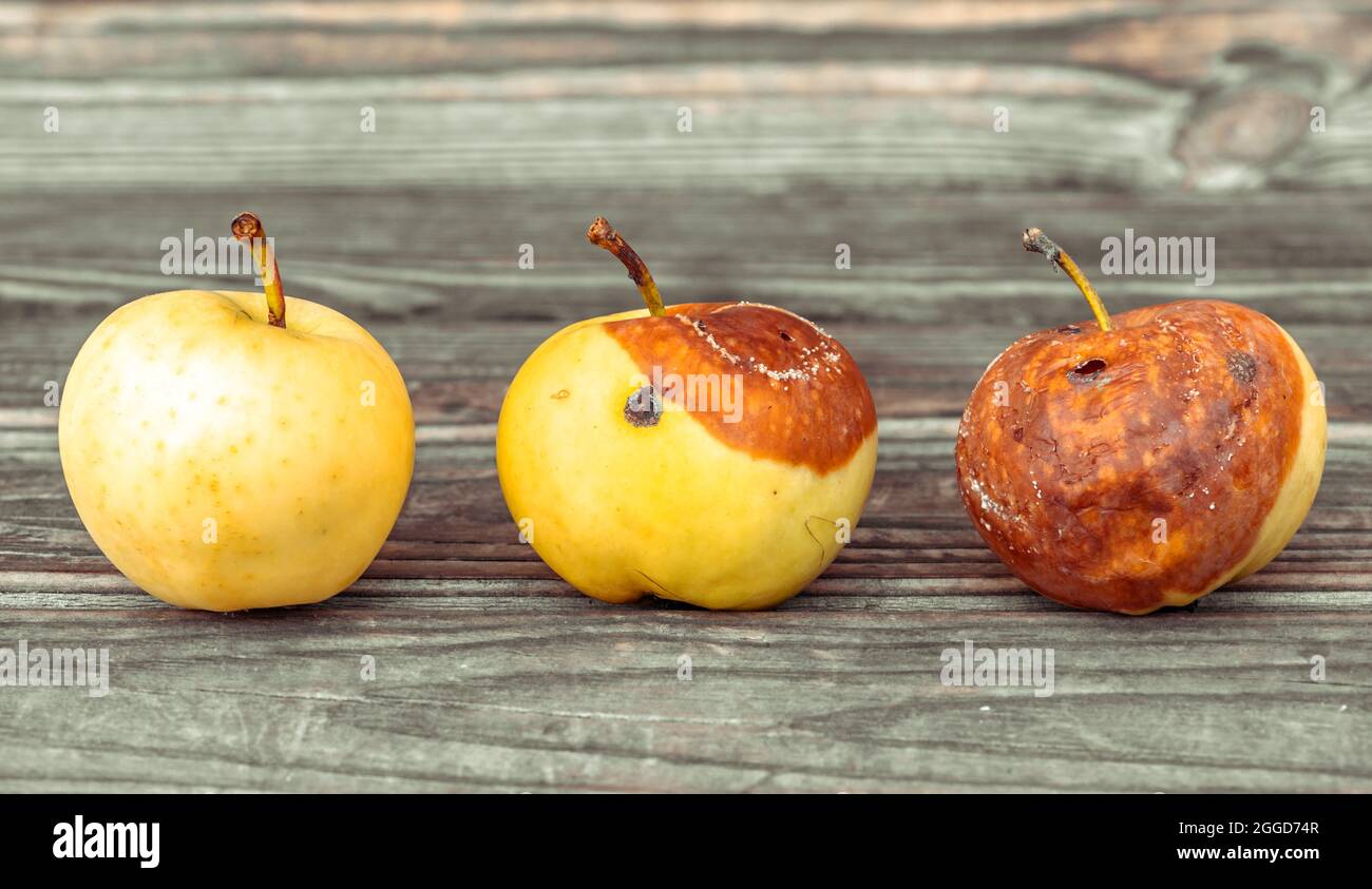 Three yellow apples ripe rotting and dead withered on wood background Stock Photo