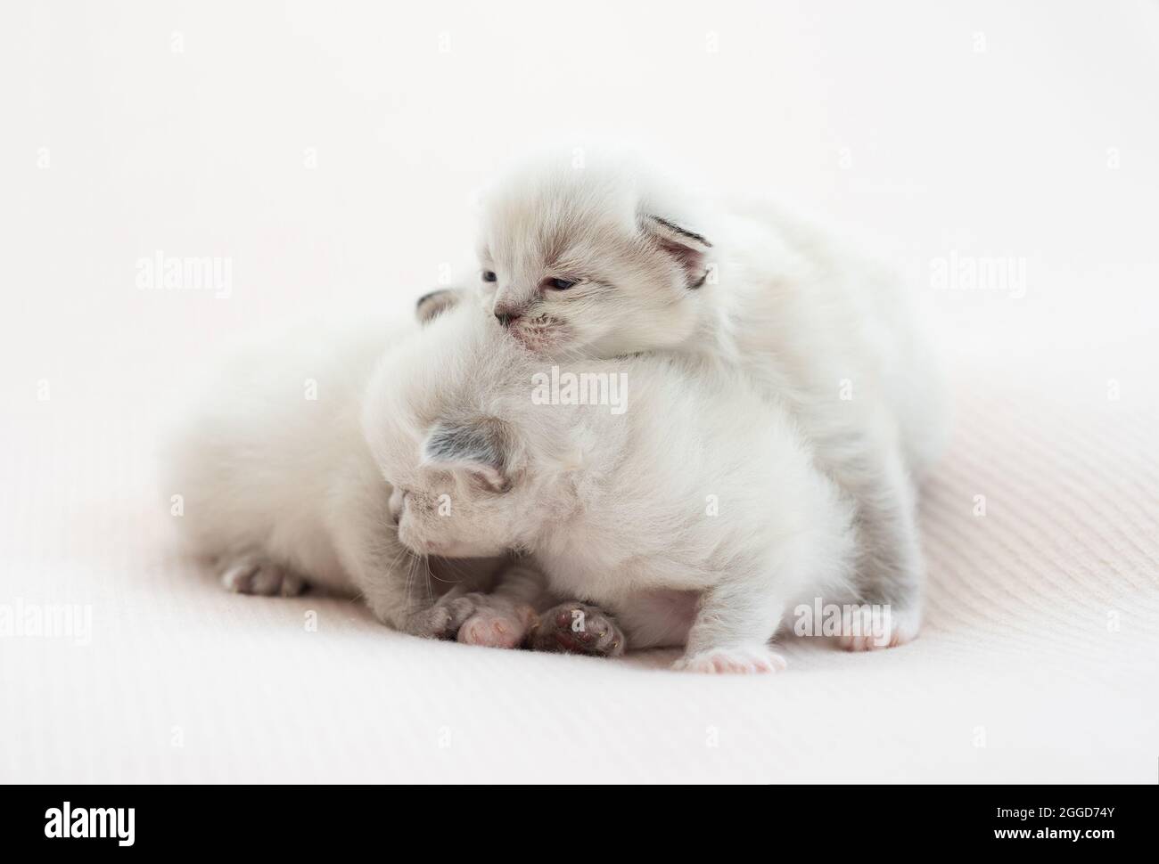 Ragdoll kittens isolated on white background Stock Photo - Alamy
