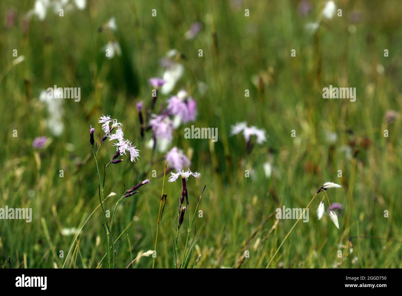 Cotton grass in bloom hi-res stock photography and images - Alamy