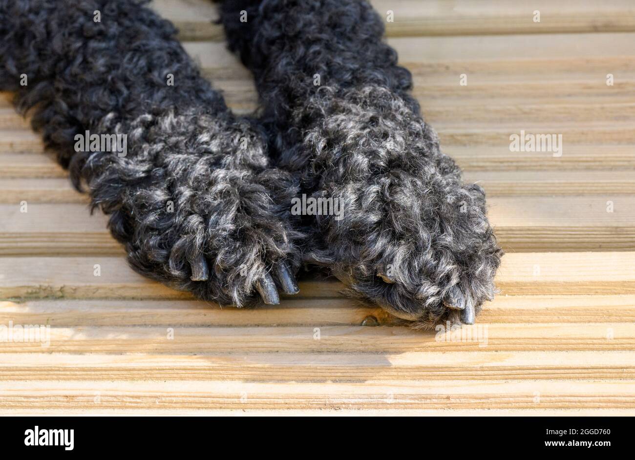 Close up of the paws of a black furred Labradoodle on some wooden decking Stock Photo