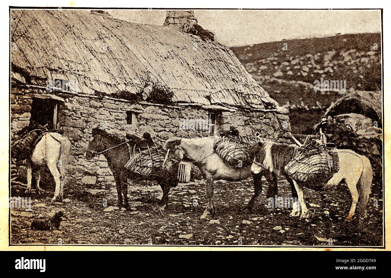 (1914 press cutting  - Shetland ponies being used as pack horses in the Shetlands, Scotland )  in the rear is a typically thatched crofters cottage of the time. The pannier bags would have been woven by hand on the island which has also been / is known as Zetland, Hjetland and Hjaltland Stock Photo