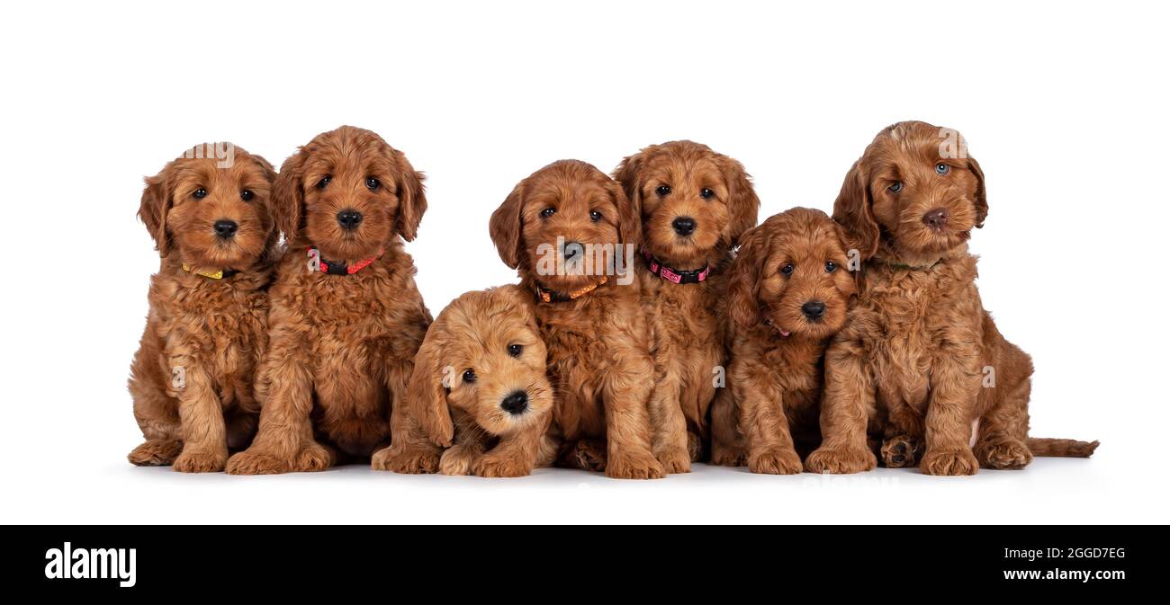 Row of seven adorable red 8 weeks young Cobberdog aka Labradoodle puppies, sitting all beside each other. All looking towards camera. Isolated on a wh Stock Alamy