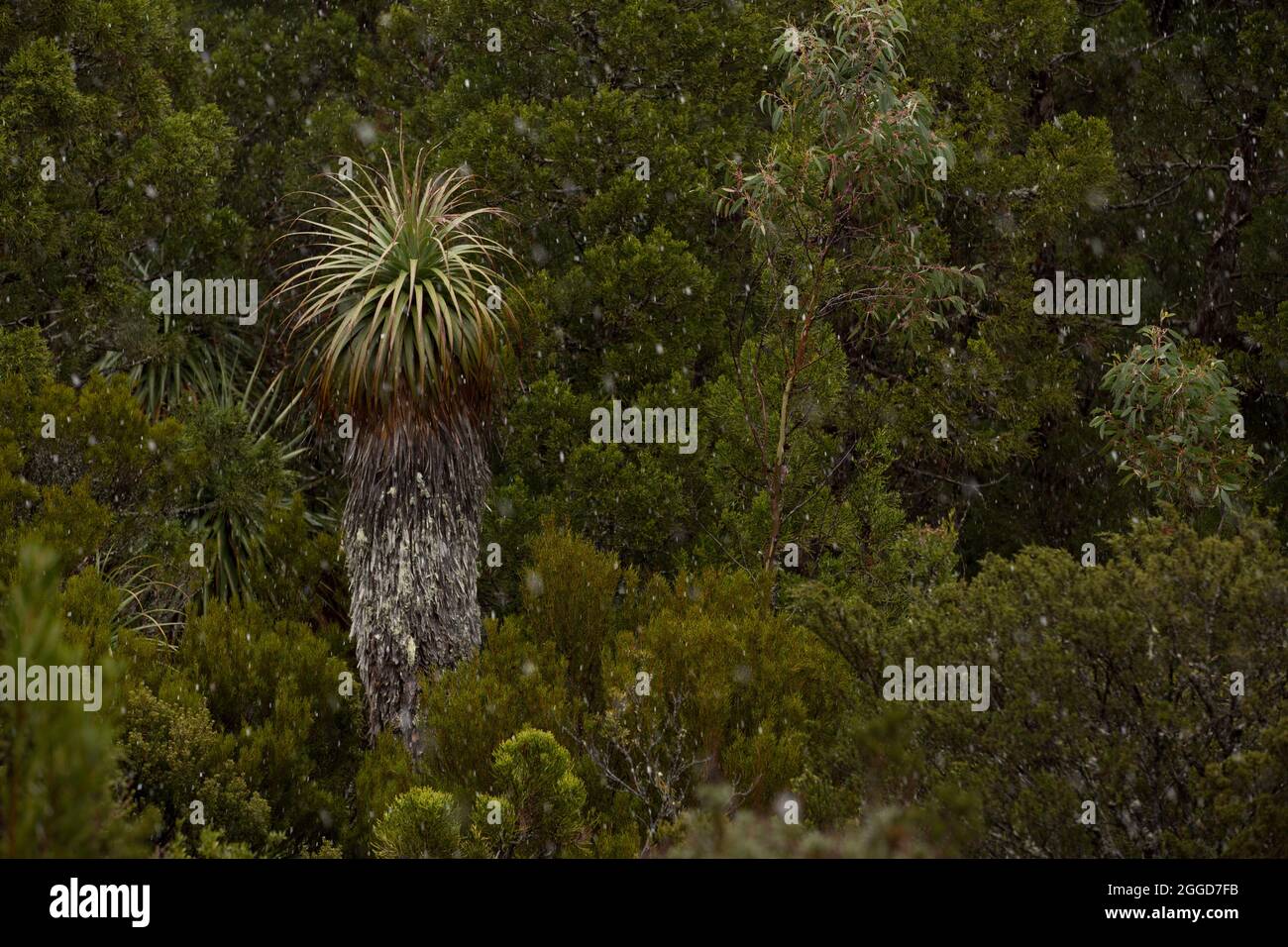 Rain forest tasmania australia hi-res stock photography and images - Alamy