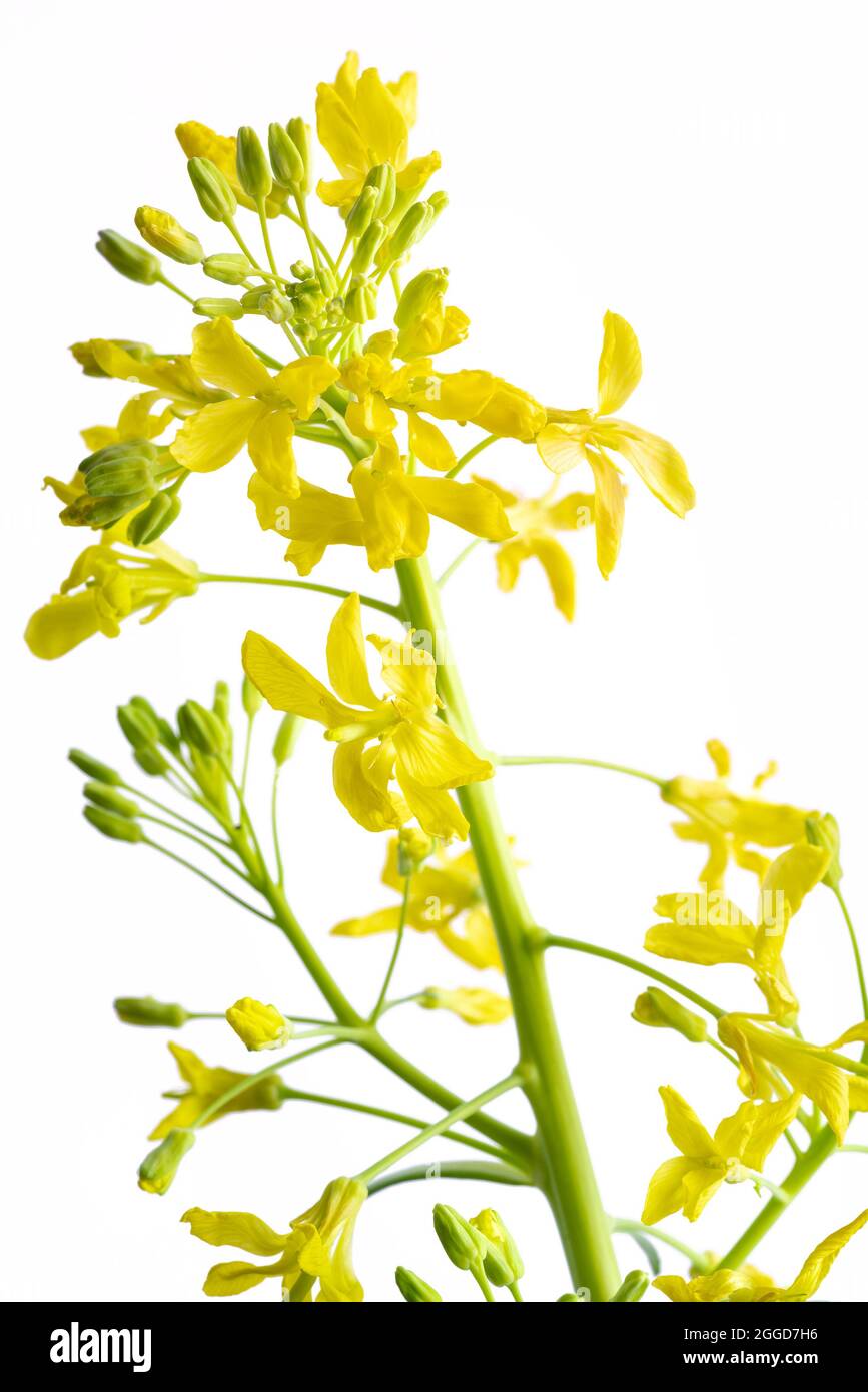 Common vegetable cabbage inflorescence yellow flowers which appears in