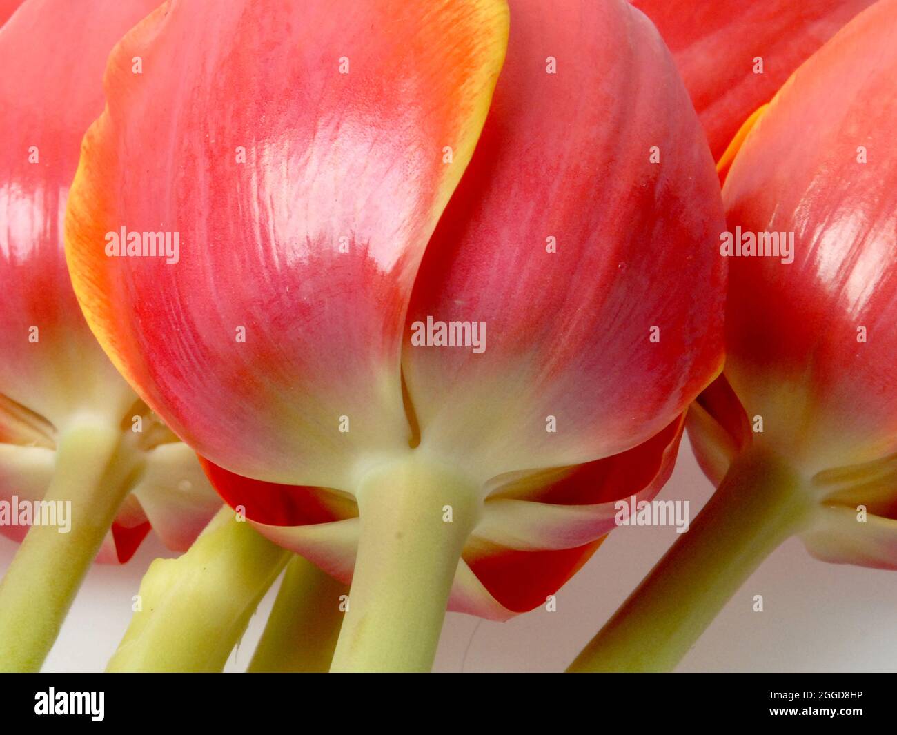 Tulpen Stock Photo