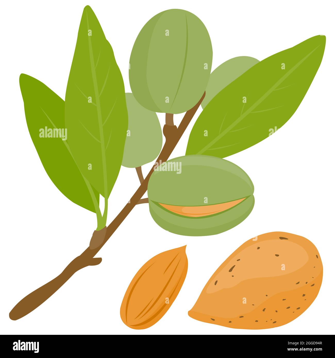 Branch Of Almond Tree