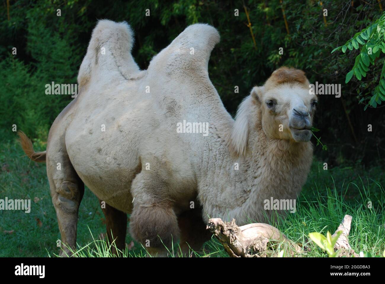 Zoo animali hi-res stock photography and images - Alamy