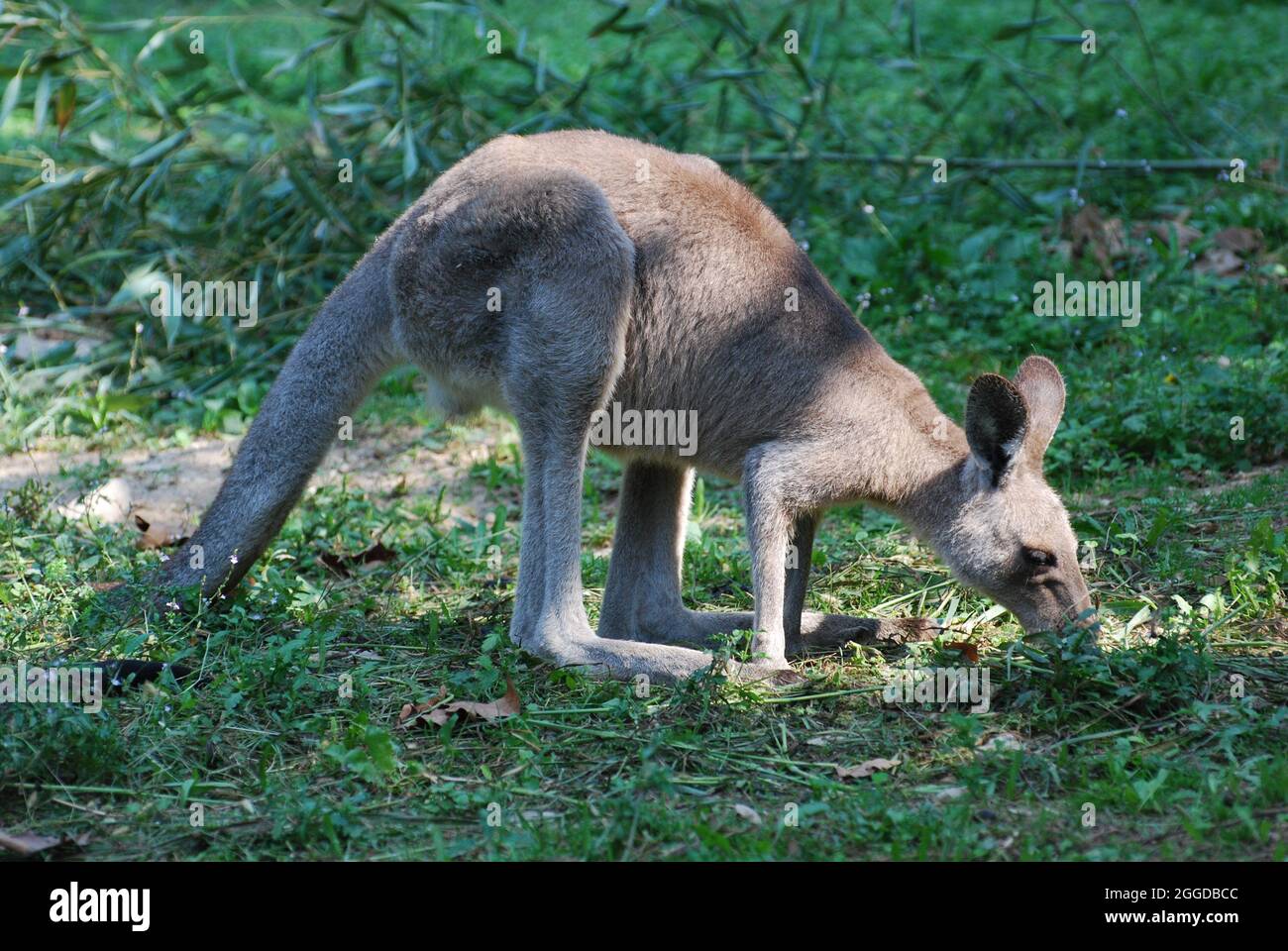 Parco zoo animali hi-res stock photography and images - Alamy