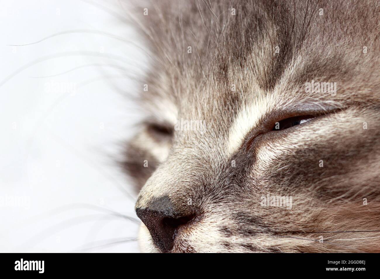 Kitten squints, covers eyes closeup on a white background. Products