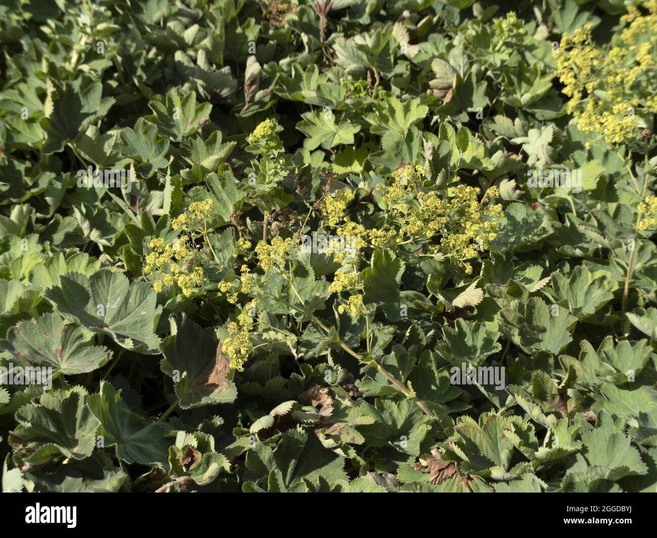 Lady mantle detail hi-res stock photography and images - Alamy