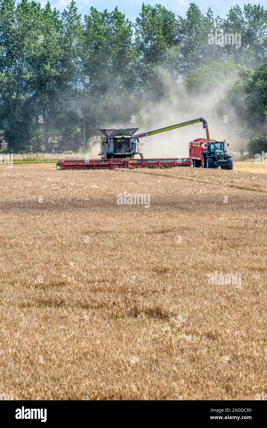 Claas Lexion 8900 combine harvester working and offloading grain to a