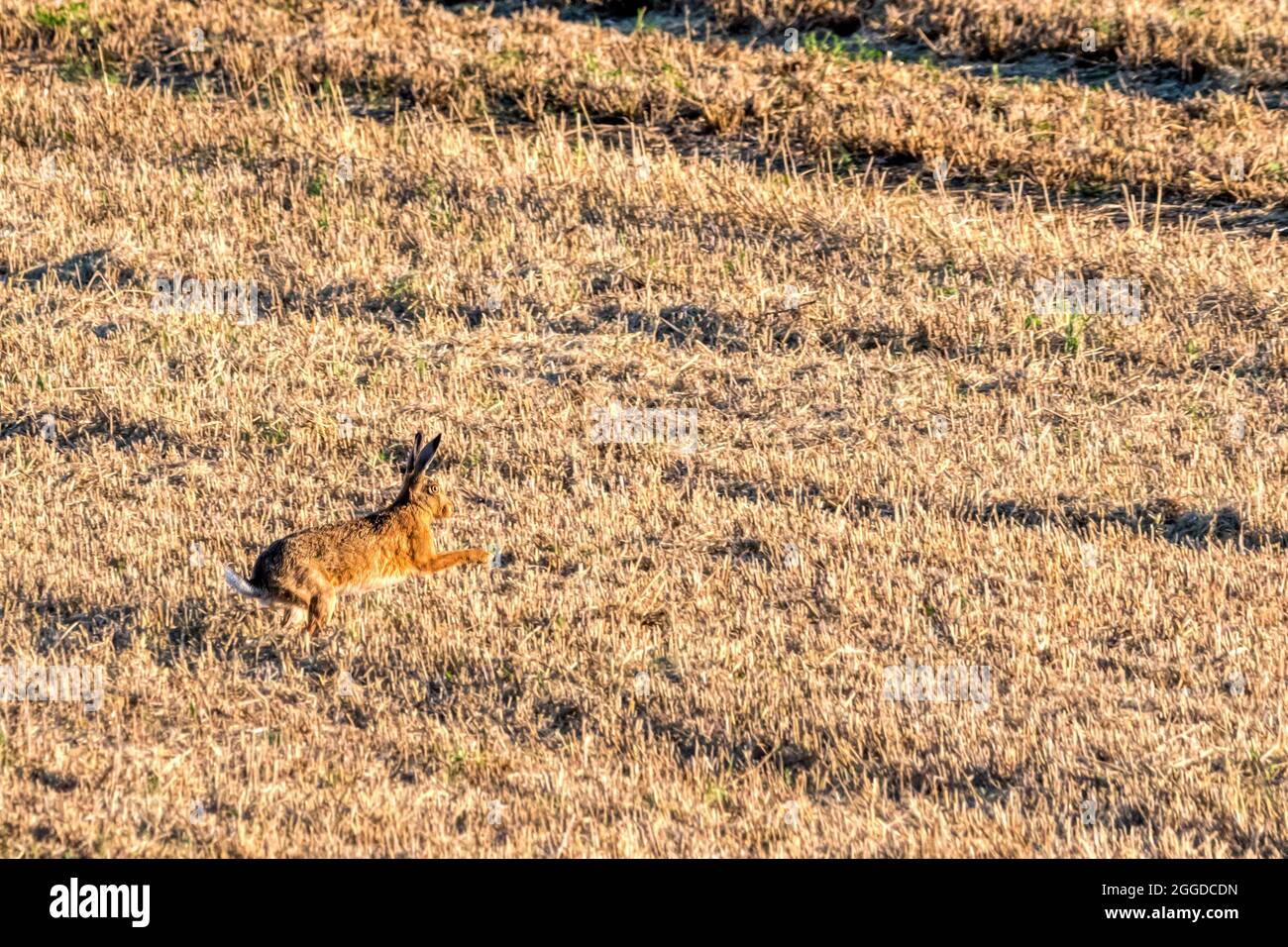 European hare, Lepus europaeus, running across a field of stubble immediately after harvest. Stock Photo