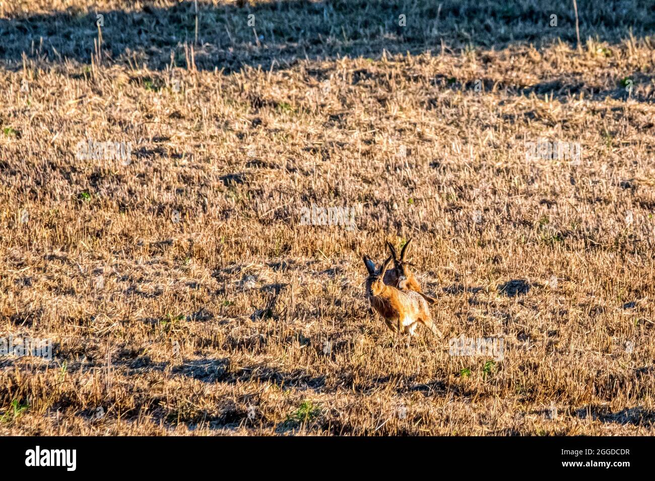 European hares, Lepus europaeus, running across a field of stubble immediately after harvest. Stock Photo