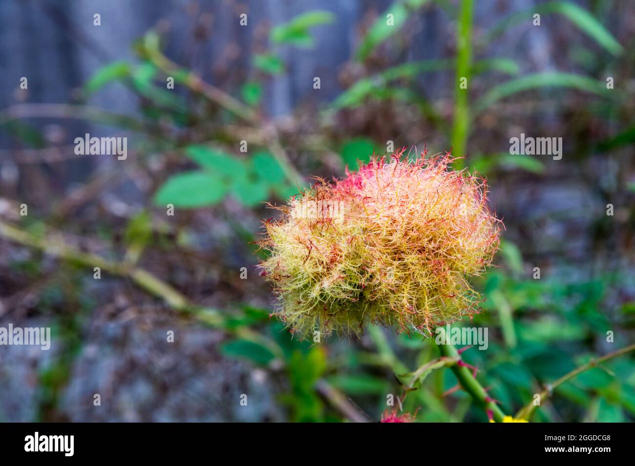 Moss gall on dog rose, Rosa canina, caused by the gall wasp Diplolepis rosae. Stock Photo
