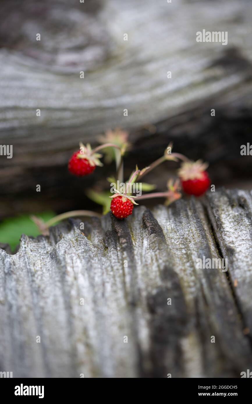 Wild strawberries, fragaria vesca, growing between railway sleepers Stock Photo