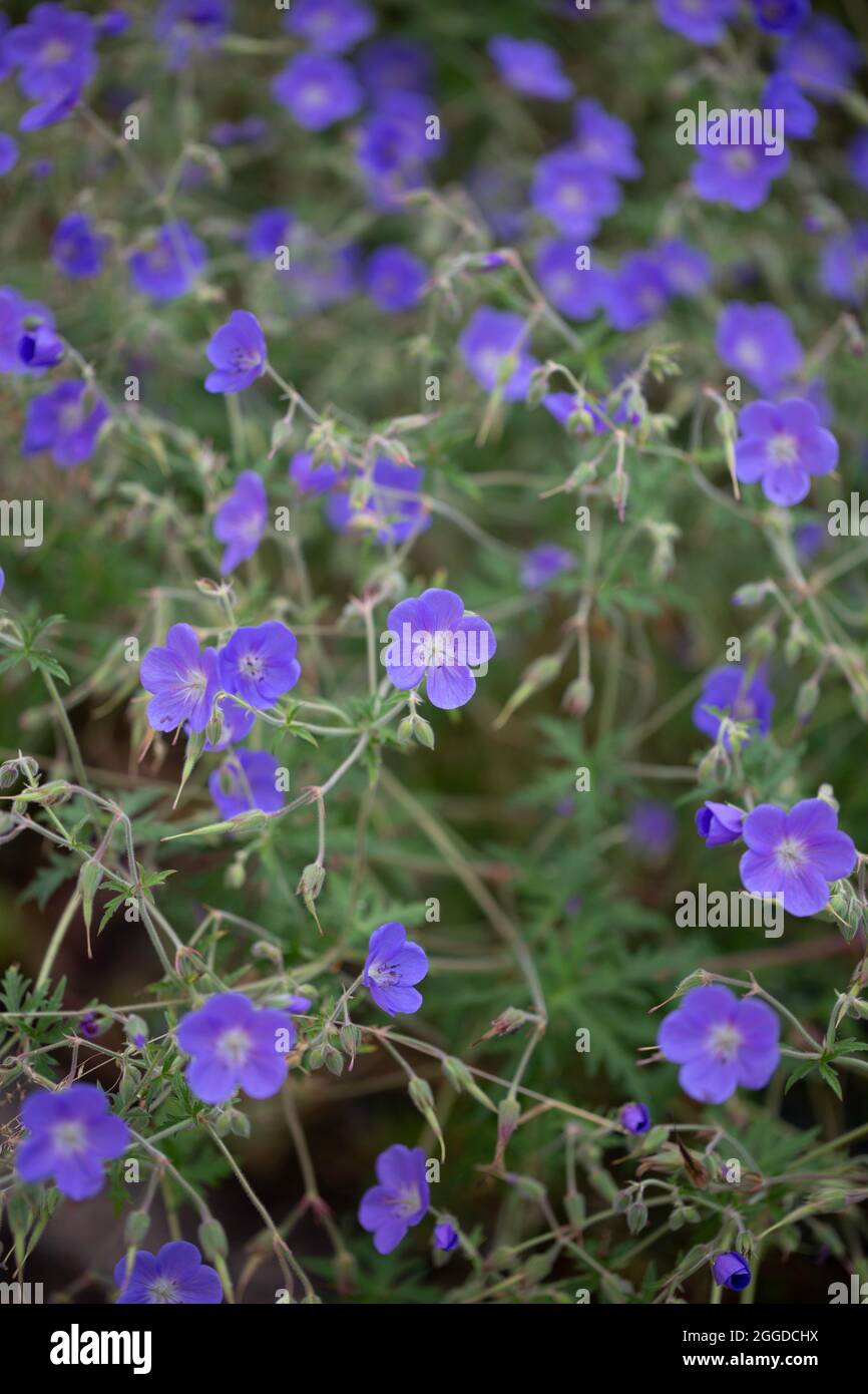 Blue geraniums Stock Photo