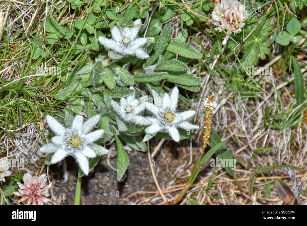 Gürtelschließe Edelweiß 4,0 cm Tracht Edelweiss Blume Alpen Dorn Bayern Gürtelschließe Edelweiß 4,0 cm Tracht Edelweiss Blume Alpen Dorn Bayern