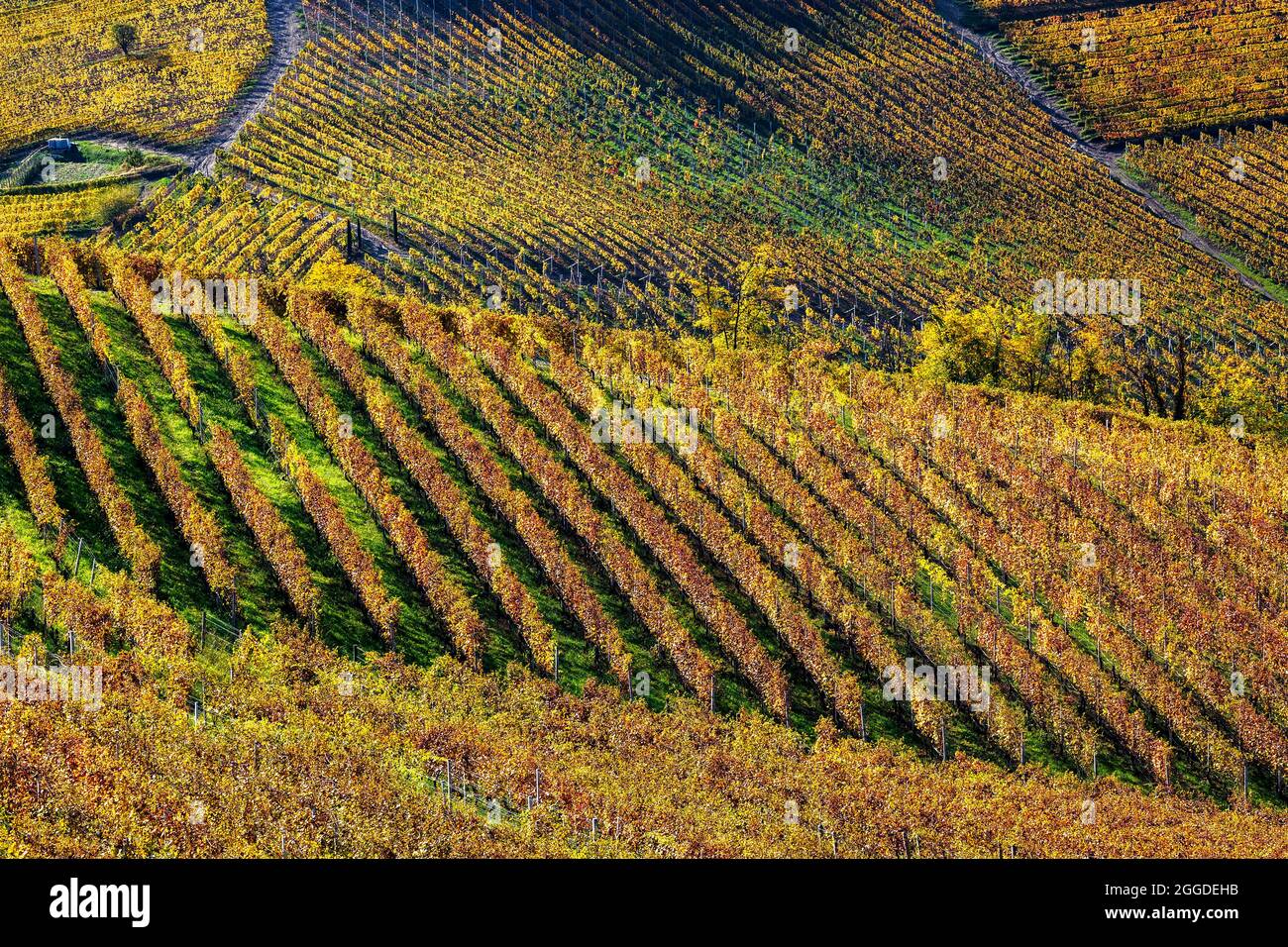 Rows of colorful autumnal vineyards on the hills of Langhe in Piedmont, Northern Italy. Stock Photo