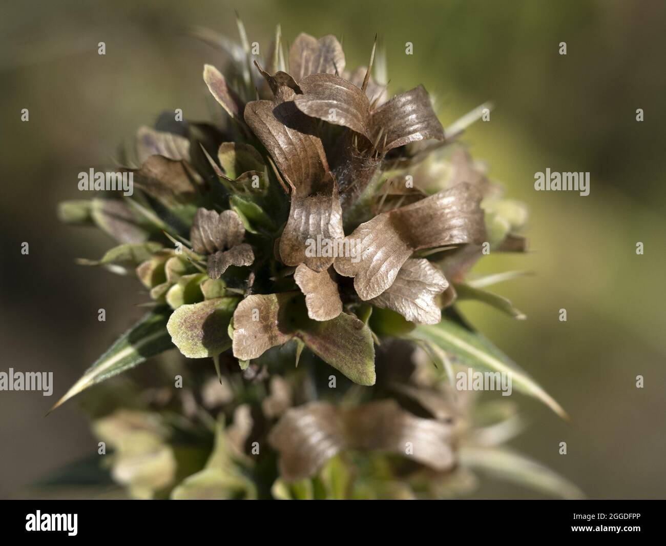 morina longifolia whorlflower flower close up detail Stock Photo