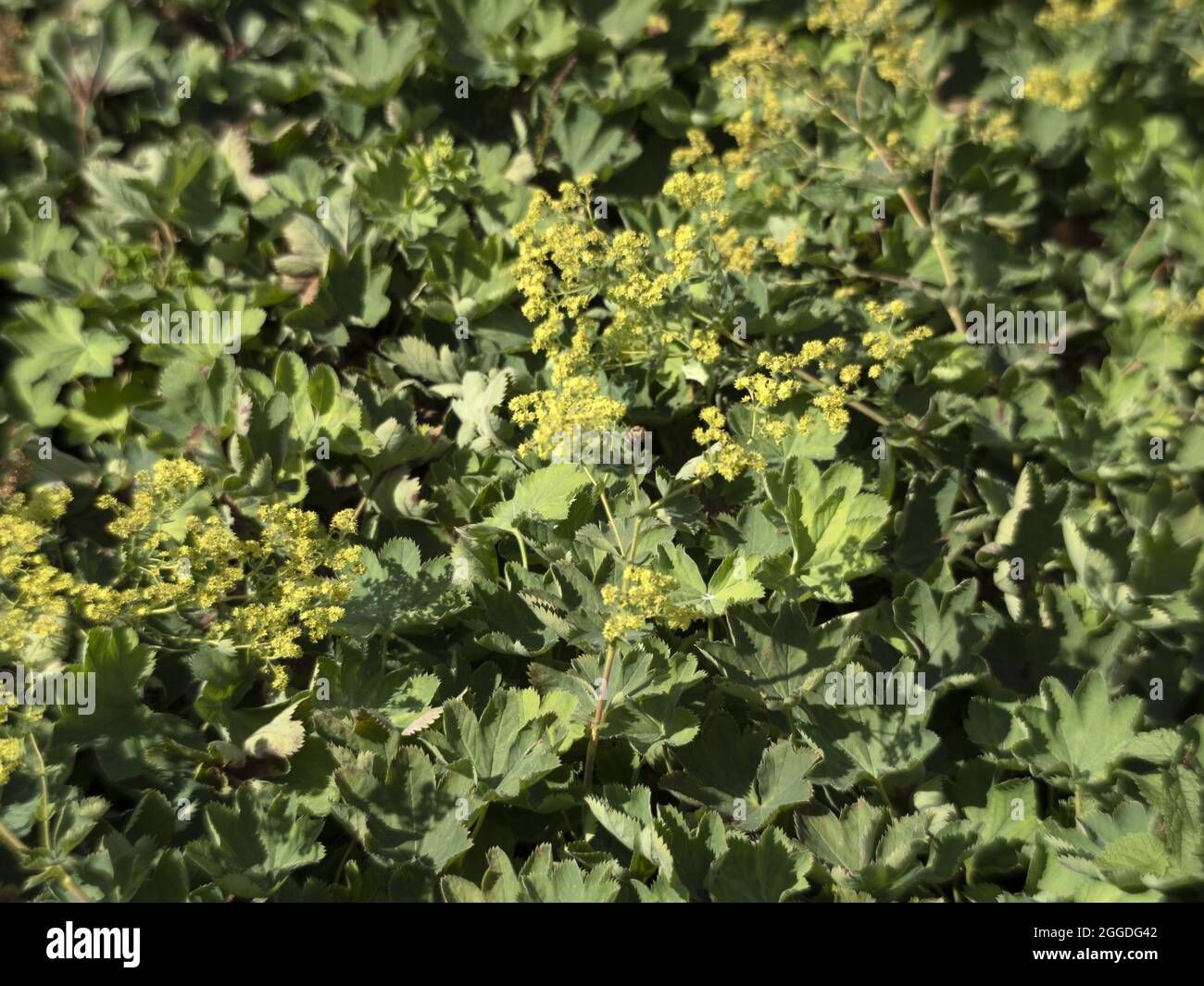 Lady mantle detail hi-res stock photography and images - Alamy