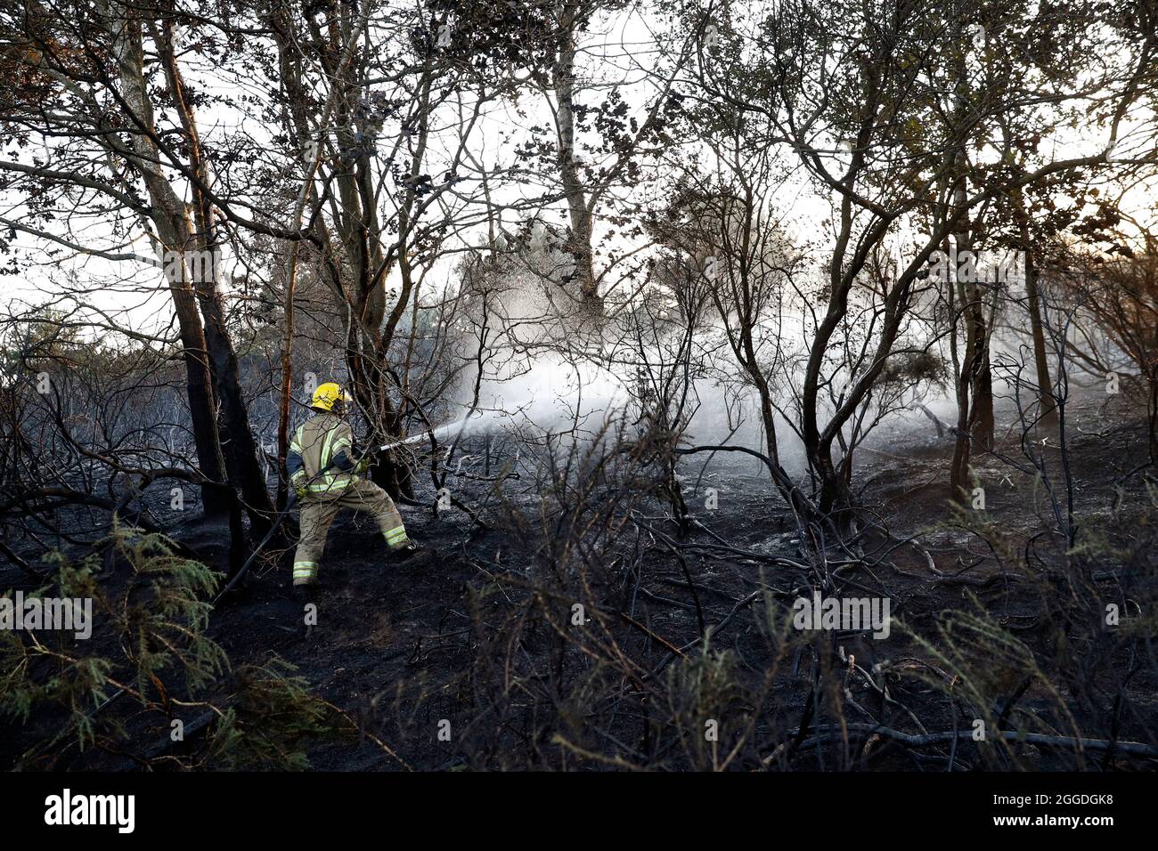 Firefighters from Hampshire Fire and Rescue spray water to douse the flames and put out a wildfire on heathland near Yateley. Stock Photo