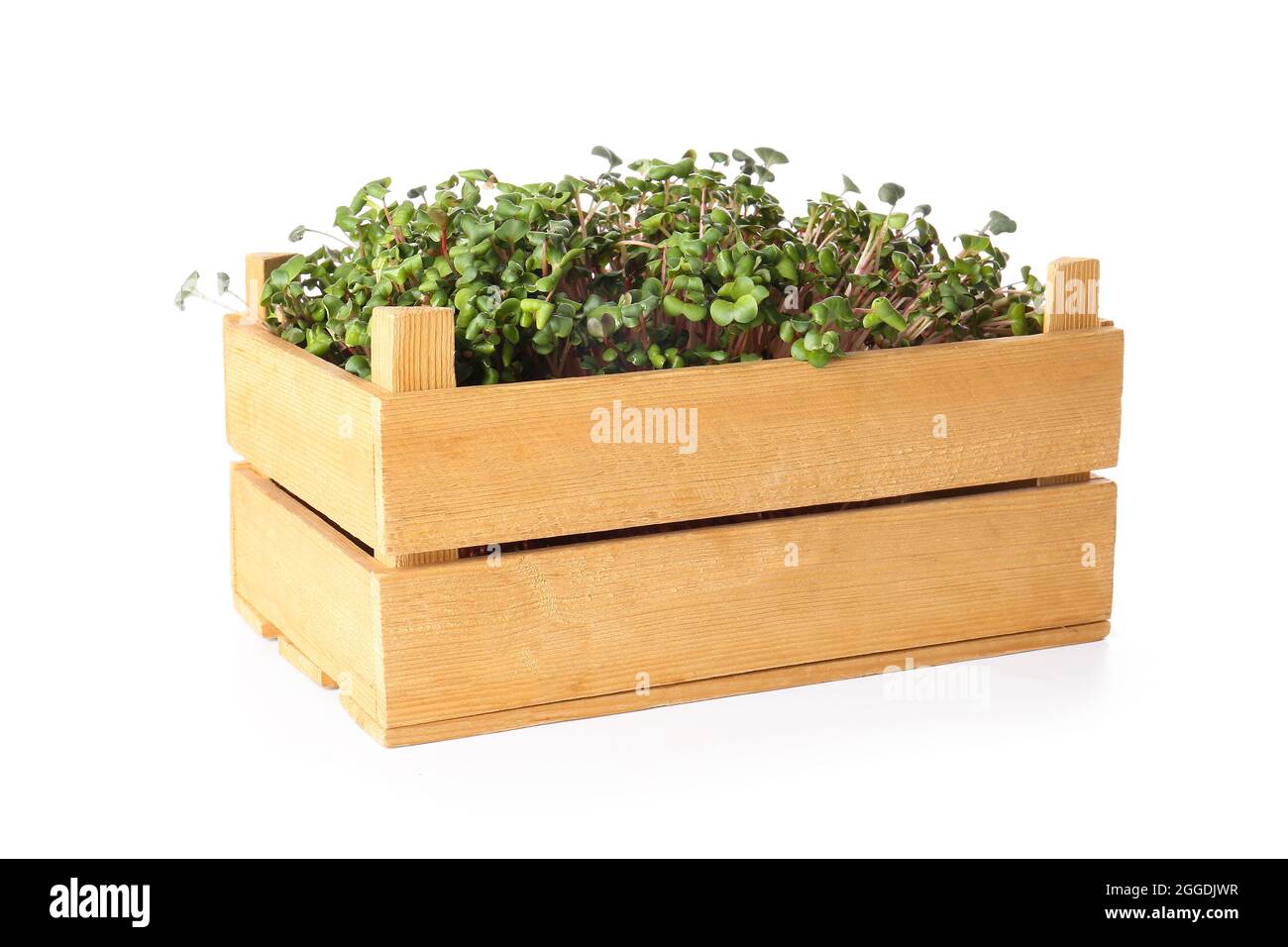 Wooden box with fresh micro green on white background Stock Photo - Alamy