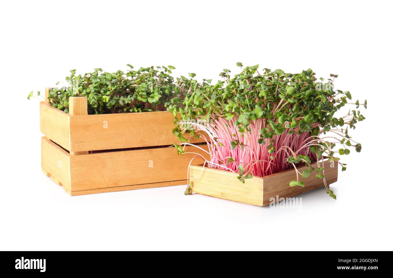 Wooden boxes with fresh micro green on white background Stock Photo - Alamy