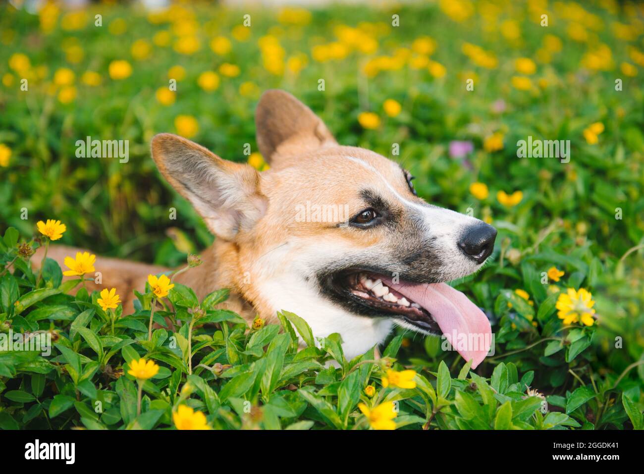 Welsh corgi puppy hi-res stock photography and images - Alamy