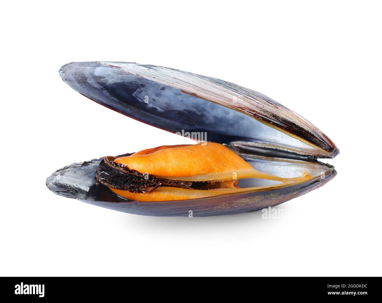 Raw mussel on white background Stock Photo Alamy