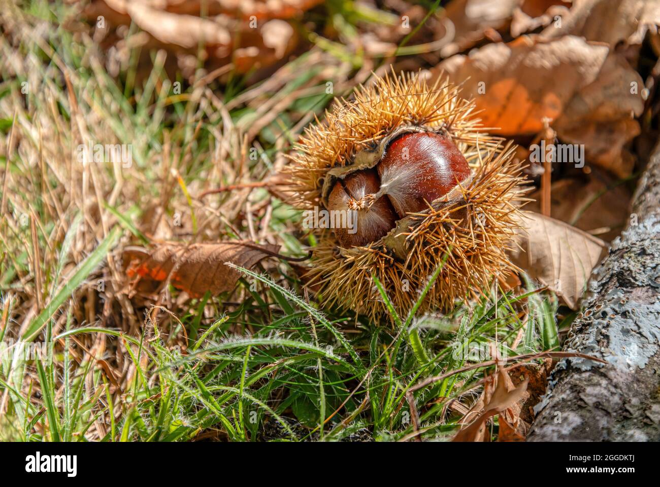 Open Chestnuts lying on the ground in a farm in Ticino, Switzerland Stock Photo